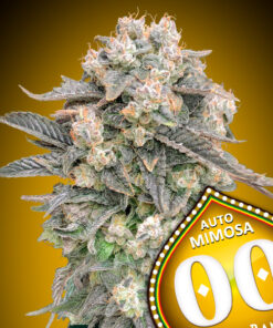 Mimosa - auto (00 Seeds)