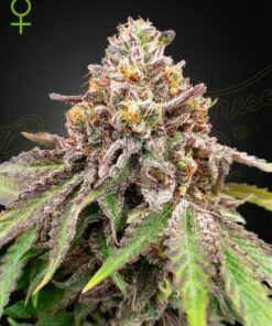 Blue haze x gelato 41-auto  (Green House)