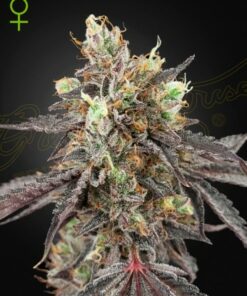 Guava x Gelato 41-auto  (grn)