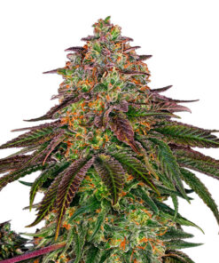 Sweet Cherry Kush fem (sensi seeds)