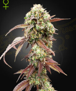 West Coast OGXgelato 41 -auto  (grn)