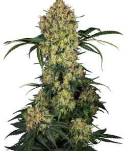 Aloha OG fem (sensi seeds)