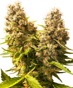 Banana Kush Cake Auto (sensi seeds)