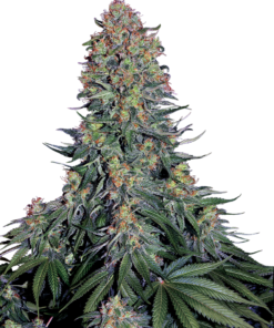 Blue Skunk fem (sensi seeds)