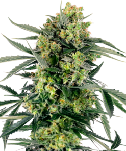 Blueberry Zkittlez auto (sensi seeds)