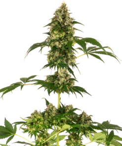 Cobalt Haze fem (sensi seeds)