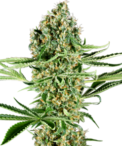 Critical Runtz fem (sensi seeds)