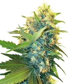 Double Kush Cake -auto (sensi seeds)