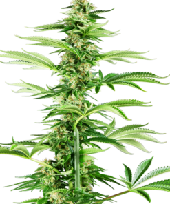Honey Melon Haze -fem (sns)
