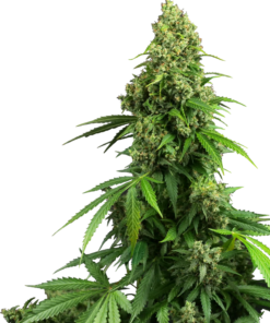 Honey Melon Kush - auto (sns)