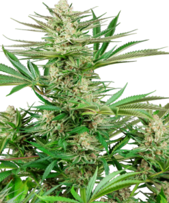 Malibu OG Gold fem (sensi seeds)