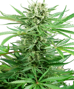 Papi Chulo fem (sensi seeds)