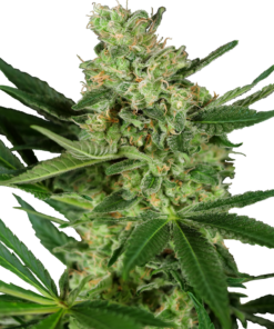 Pumpkin Spice fem (sensi seeds)