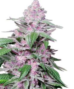Purple cookie kush fem (sensi seeds)