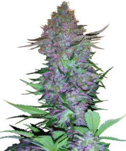 Purple skunk auto (sensi seeds)