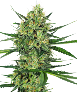 Tangerine Sugar fem (sensi seeds)