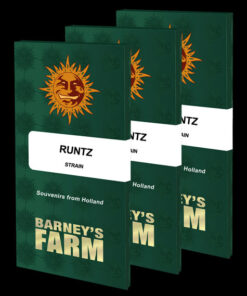 Runtz- fem (Barney's Farm)