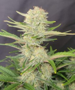 Apricot  auto - (Fast Buds)