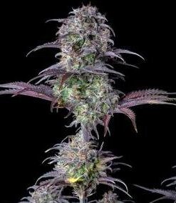 Blueberry - auto (Fast Buds)