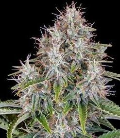 Cinderella - auto (Fast Buds)
