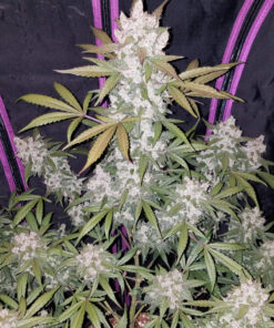 Girl Scout Cookies - auto (Fast Buds)