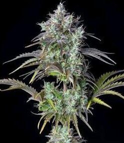 Big Bud - auto (Fast Buds)