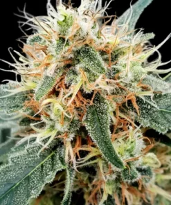 Stromboli - auto (Paradise)