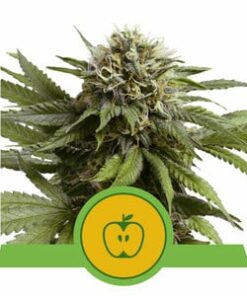 Apple fritter - fem (Royal Queen)