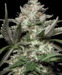 Auto Kong 4 - auto (Paradise)