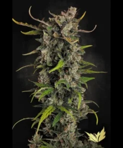 Auto Lemonade - auto (Paradise)