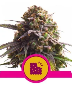 Biscotti - fem (Royal Queen)