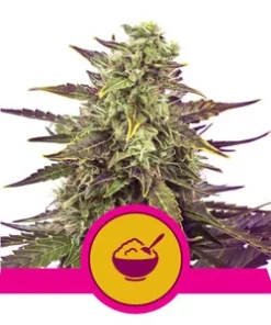 Cereal Milk - fem (Royal Queen)