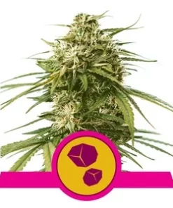 Gushers - fem (Royal Queen)