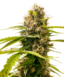 Mandarine Punch -auto (sensi seeds)