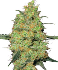 Master kush auto (white label)