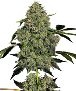 Snow Ryder auto (white label)