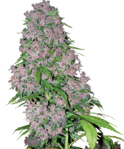 Purple Bud auto (white label)