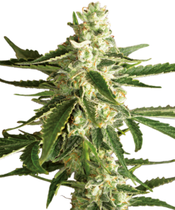 White Diesel Haze auto (white label)