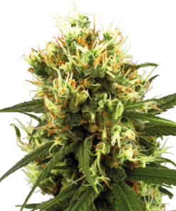 White Haze auto (white label)