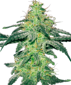 White skunk auto (white label)
