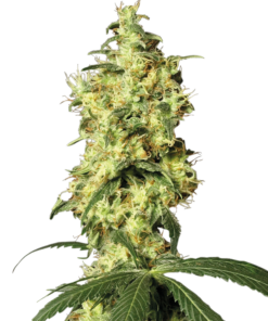 White widow auto (white label)