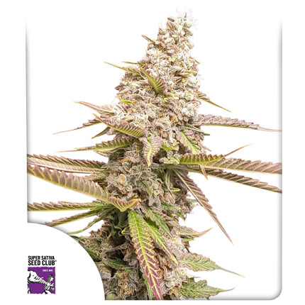 Strawberry Cookies - fem (Dutch Passion)