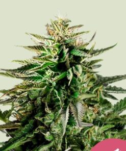 Cherry Pie - fem (ryl)