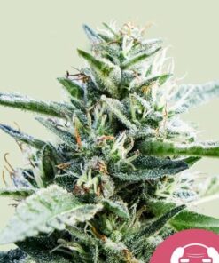 Granddaddy purple - fem (ryl)