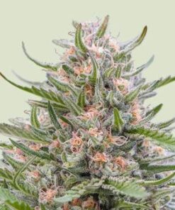 Grape Ape - auto (ryl)