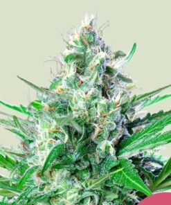 Grape Ape - fem (ryl)