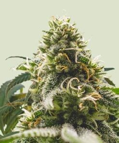 Green Crack Punch - fem (ryl)