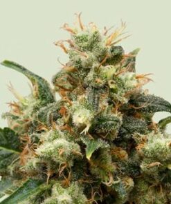 Ice - fem (Royal Queen)