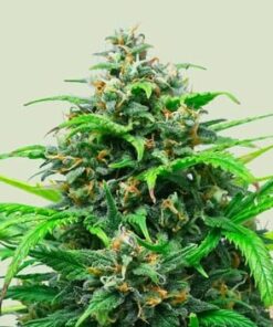 Pink Runtz - auto (ryl)