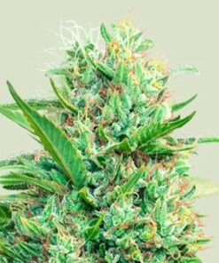 Pink Runtz- fem (ryl)